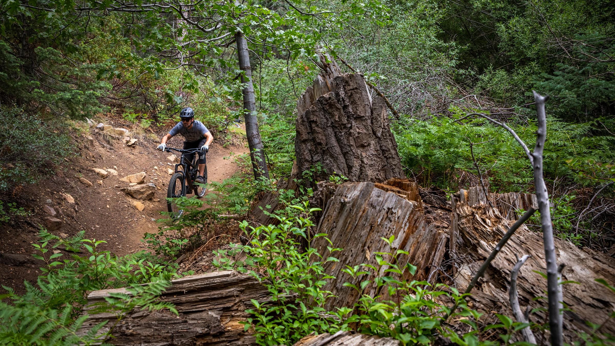 Adopt A Trail, Cross Country, Fern Trail,